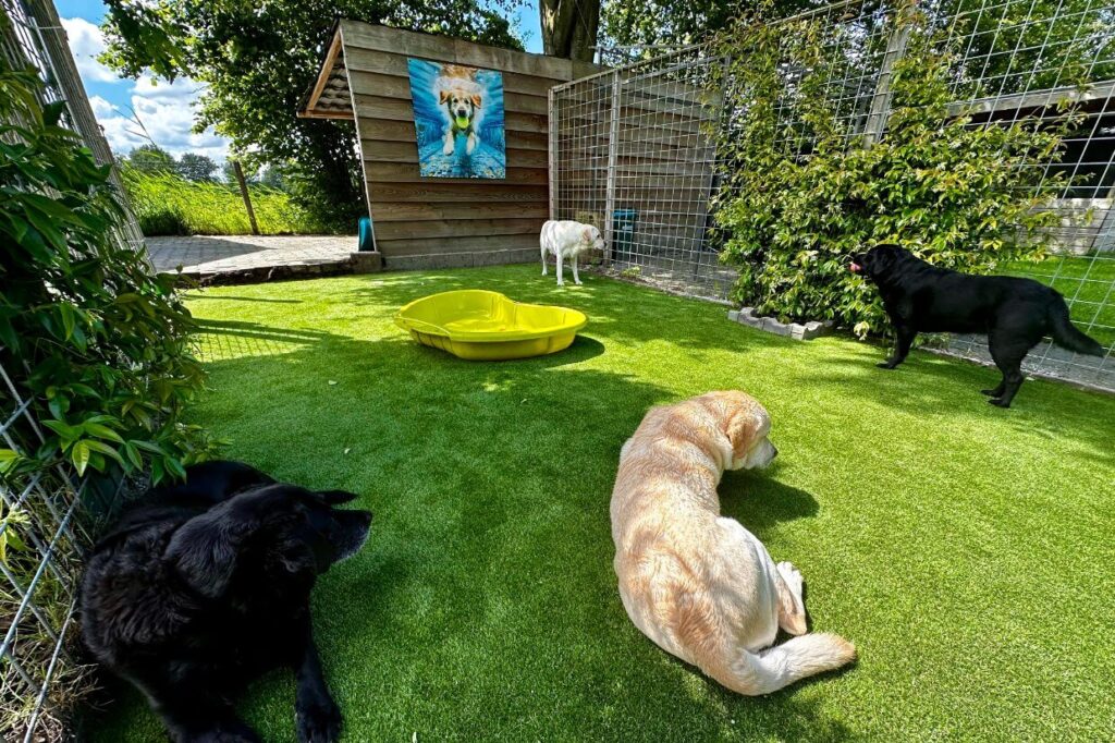 Een tuin waar hondengras is geplaatst. In de diepte is een houten huisje met een poster van een hond geplaatst. Op het hondengras aan de linkerzijde liggen twee honden. Aan de rechterzijde van het hondengras staan twee honden waarvan 1 met een bal in zijn bek.