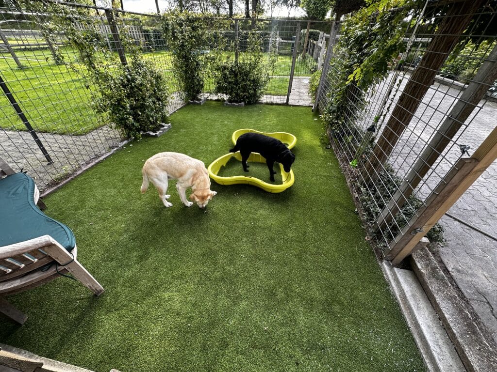 Een stuk tuin met een metaal hekwerk om een stuk hondengras heen. Er staat een stoel linksonder en twee honden staan in het verlengde van de stoel.