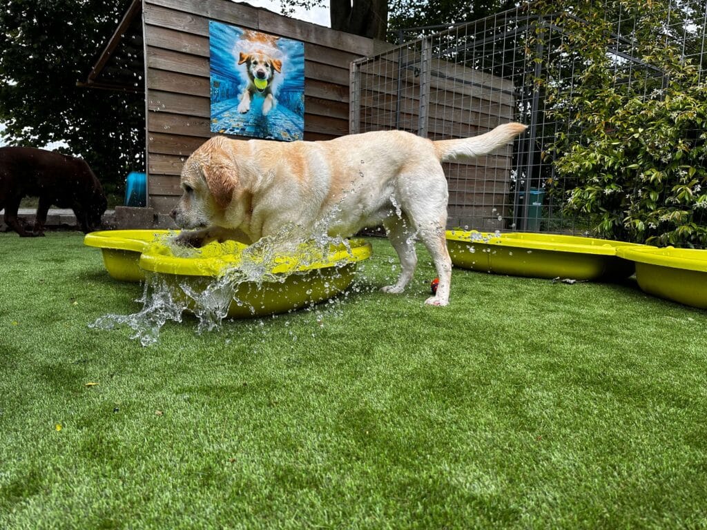 Labrador op hondengras. Er staat een plastic zwembadje met water waarmee de hond aan het spelen is. De waterspetters vliegen alle kanten op.