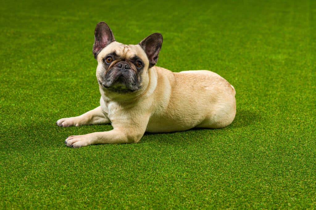 Hondengras - Een Franse buldog die lekker ontspannen op het hondengras ligt en naar de camera kijkt.